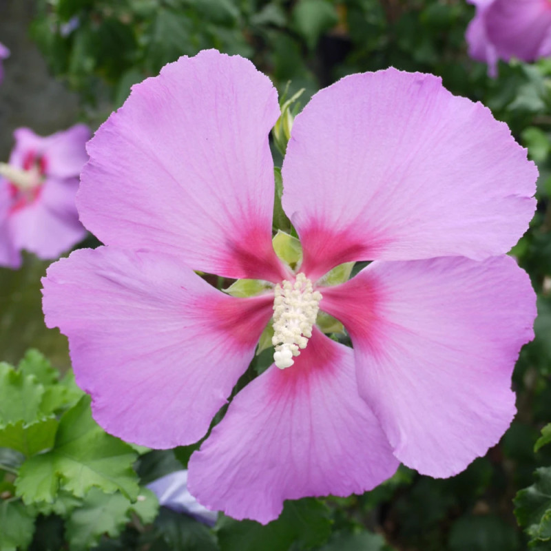Hibiscus Hibisa® 'Parma', Althéa