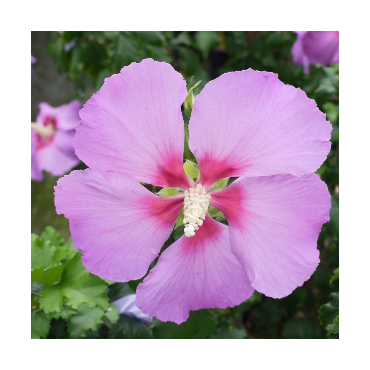 Hibiscus Hibisa® 'Parma', Althéa Hibiscus Hibisa® 'Parma', Althéa