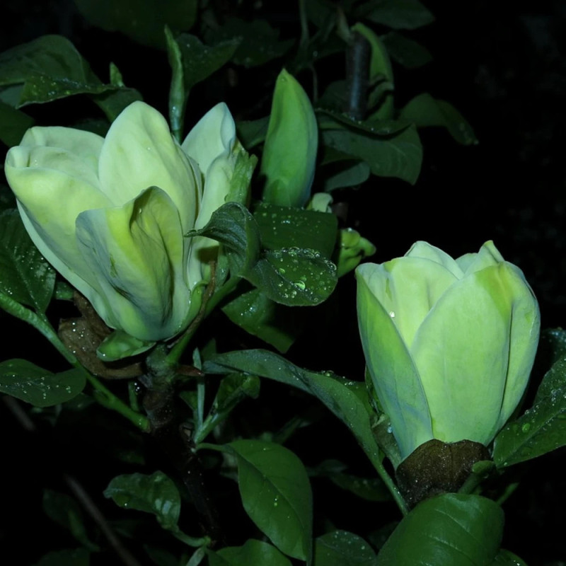 Magnolia Blue Opal