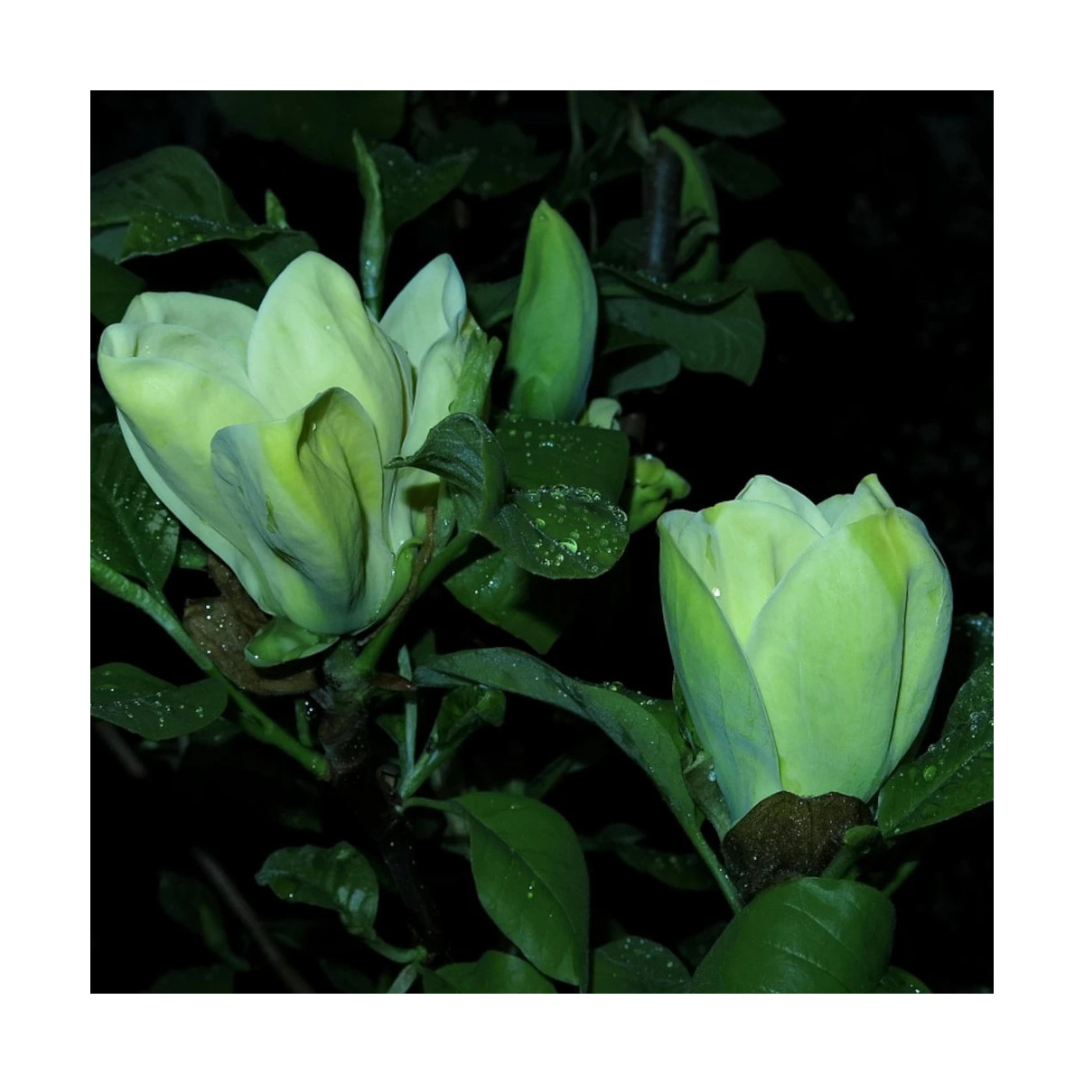 Magnolia Blue Opal