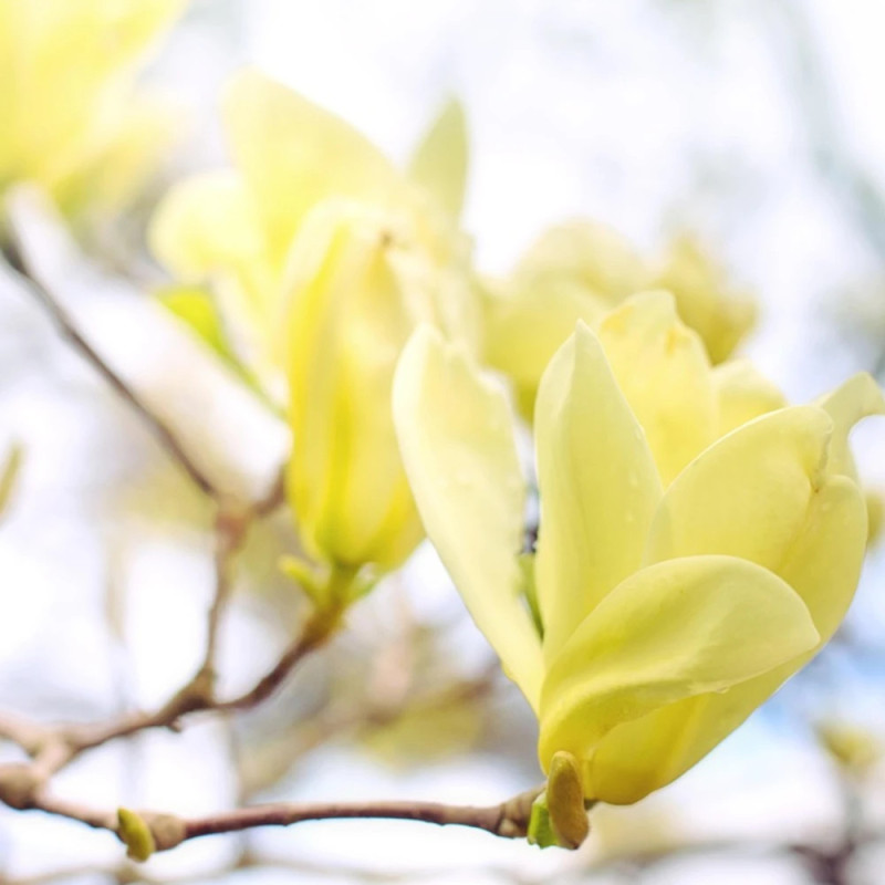 Magnolia Elisabeth