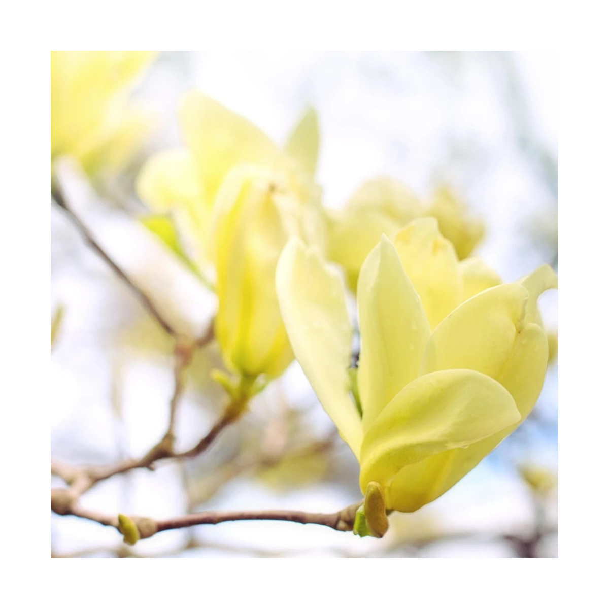 Magnolia Elisabeth Magnolia Elisabeth