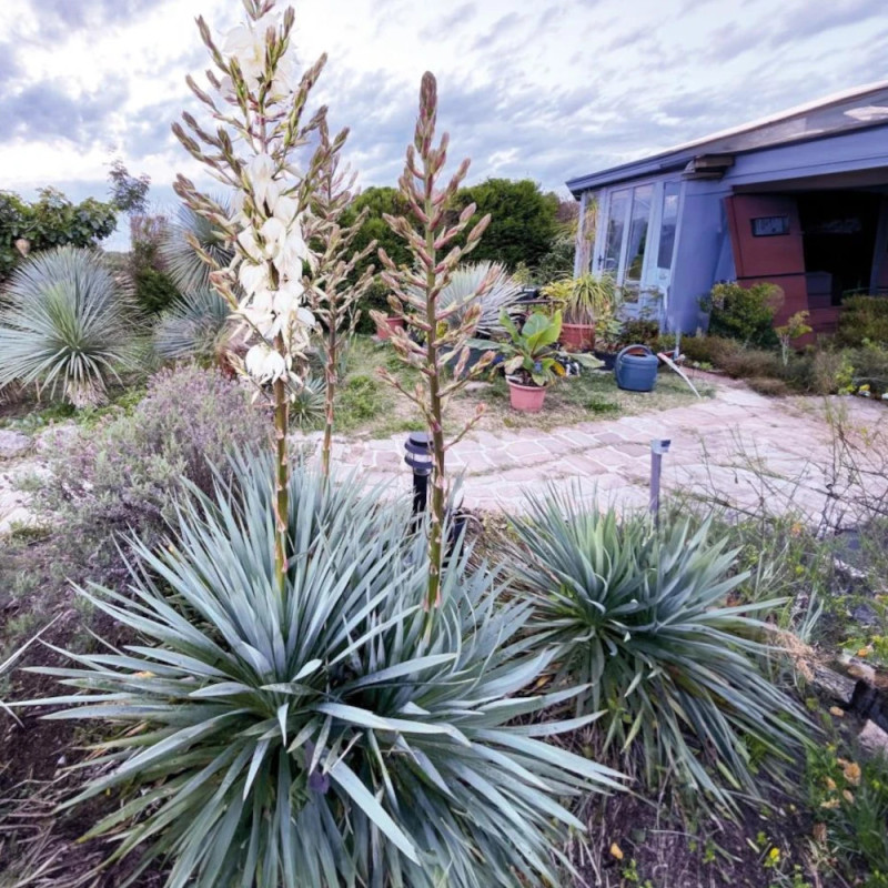 Yucca filamentosa French Flag® 'yuccaam1'