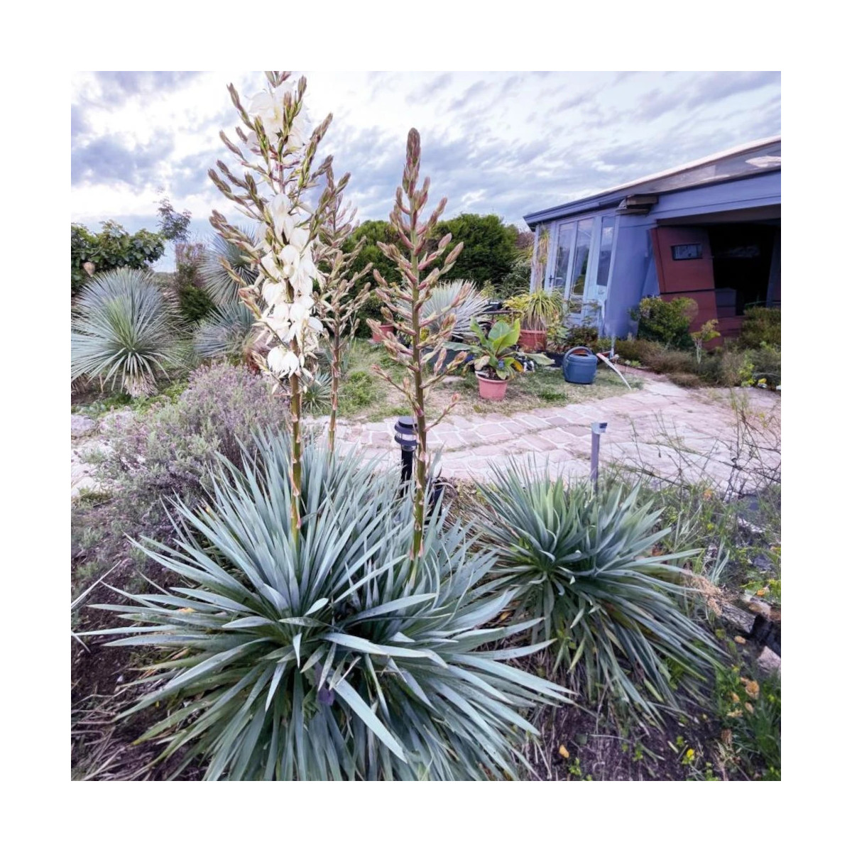 Yucca filamentosa French Flag® 'yuccaam1'
