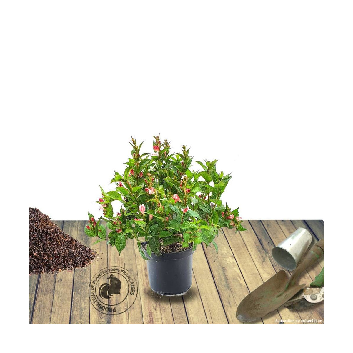 Weigela Pink Poppet® 'Plangen', Weigelia
