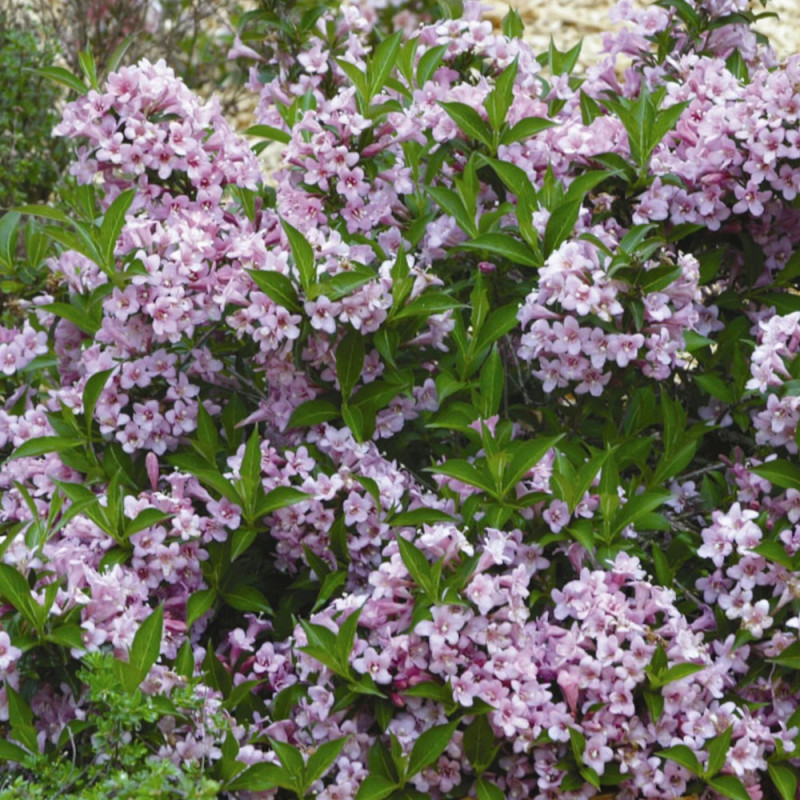 Weigela Pink Poppet® 'Plangen', Weigelia