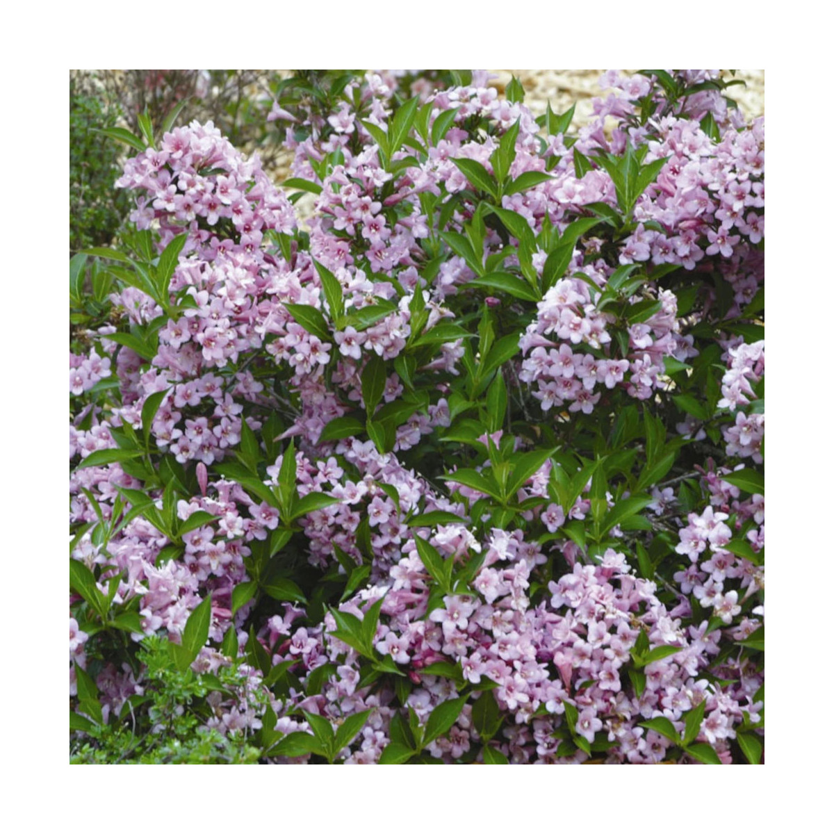 Weigela Pink Poppet® 'Plangen', Weigelia