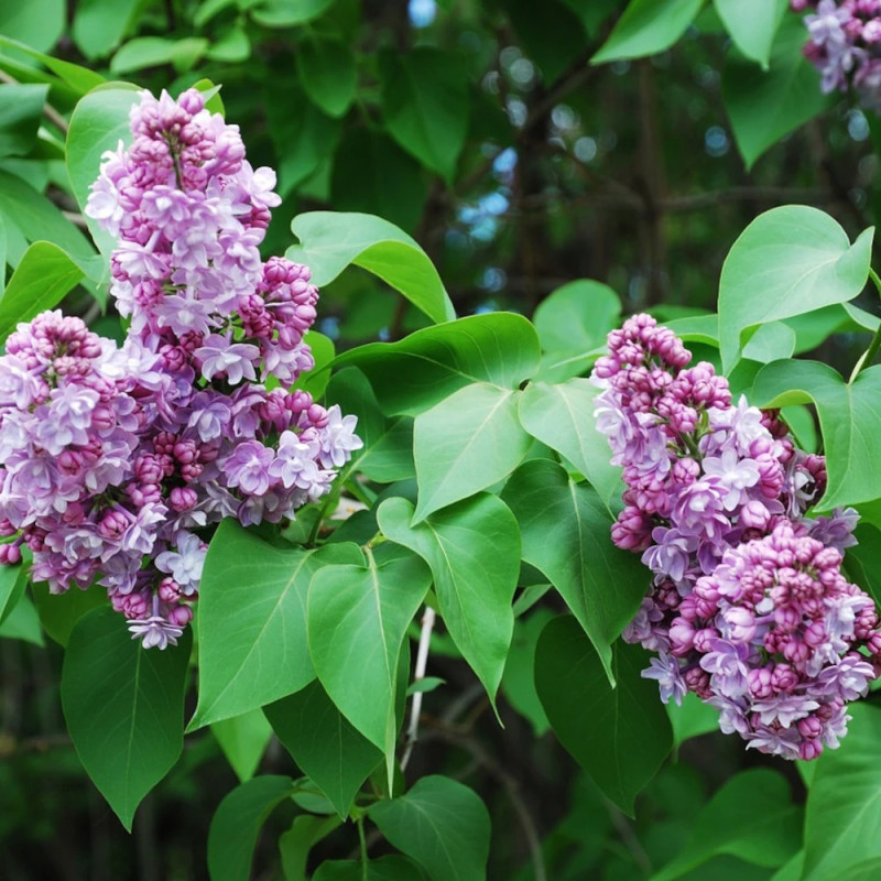 Lilas commun Nadezhda, Syringa