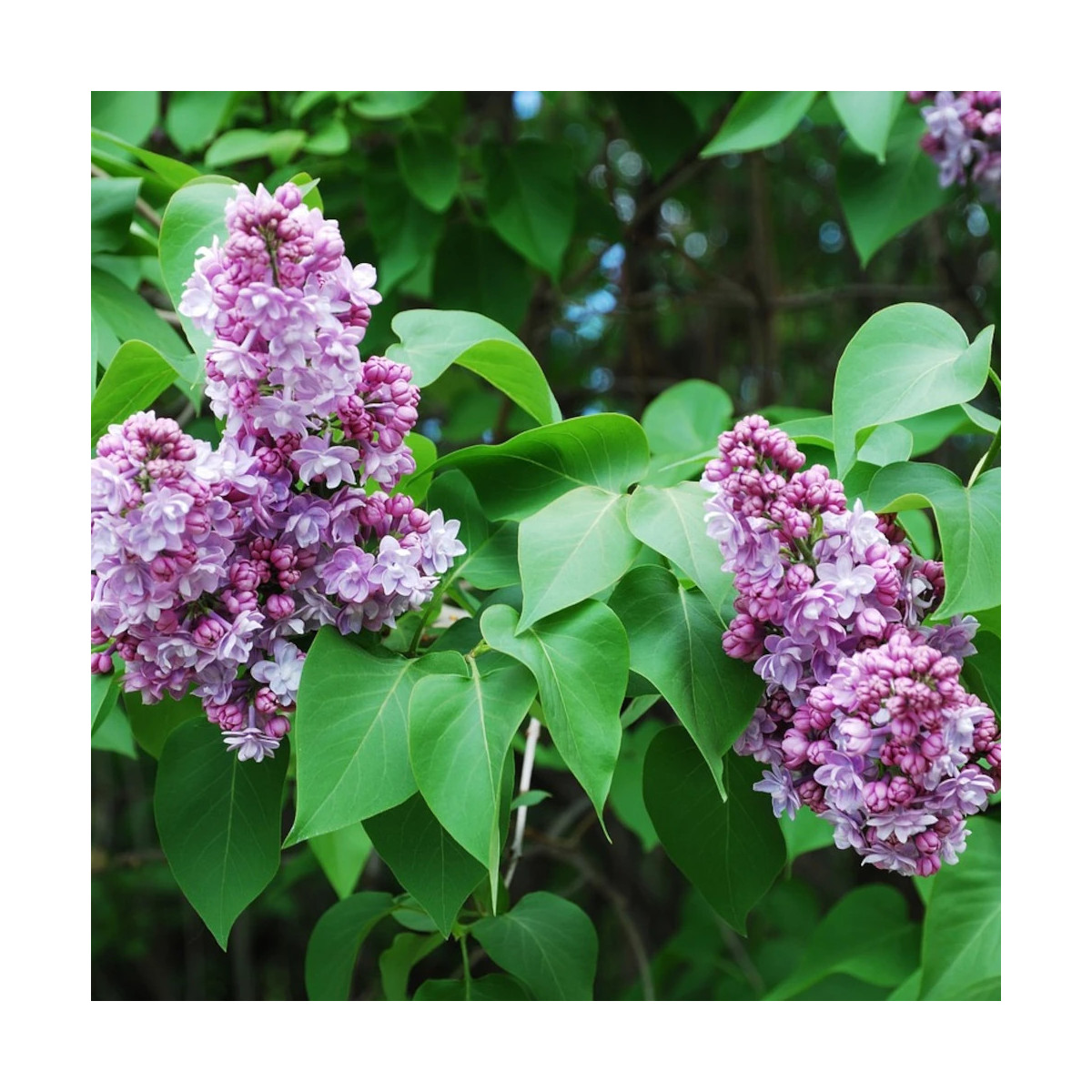 Lilas commun Nadezhda, Syringa Lilas commun Nadezhda, Syringa