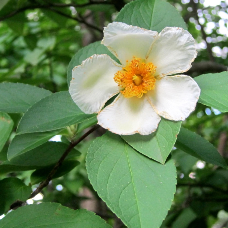 Stewartia pseudocamellia, Faux camelia