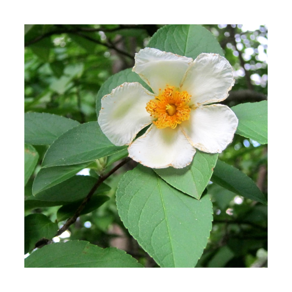 Stewartia pseudocamellia, Faux camelia Stewartia pseudocamellia, Faux camelia