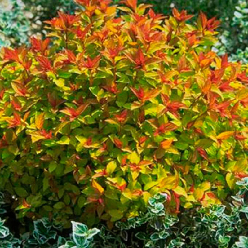 Spirée du Japon Magic Carpet® 'Walbuma', Spiraea