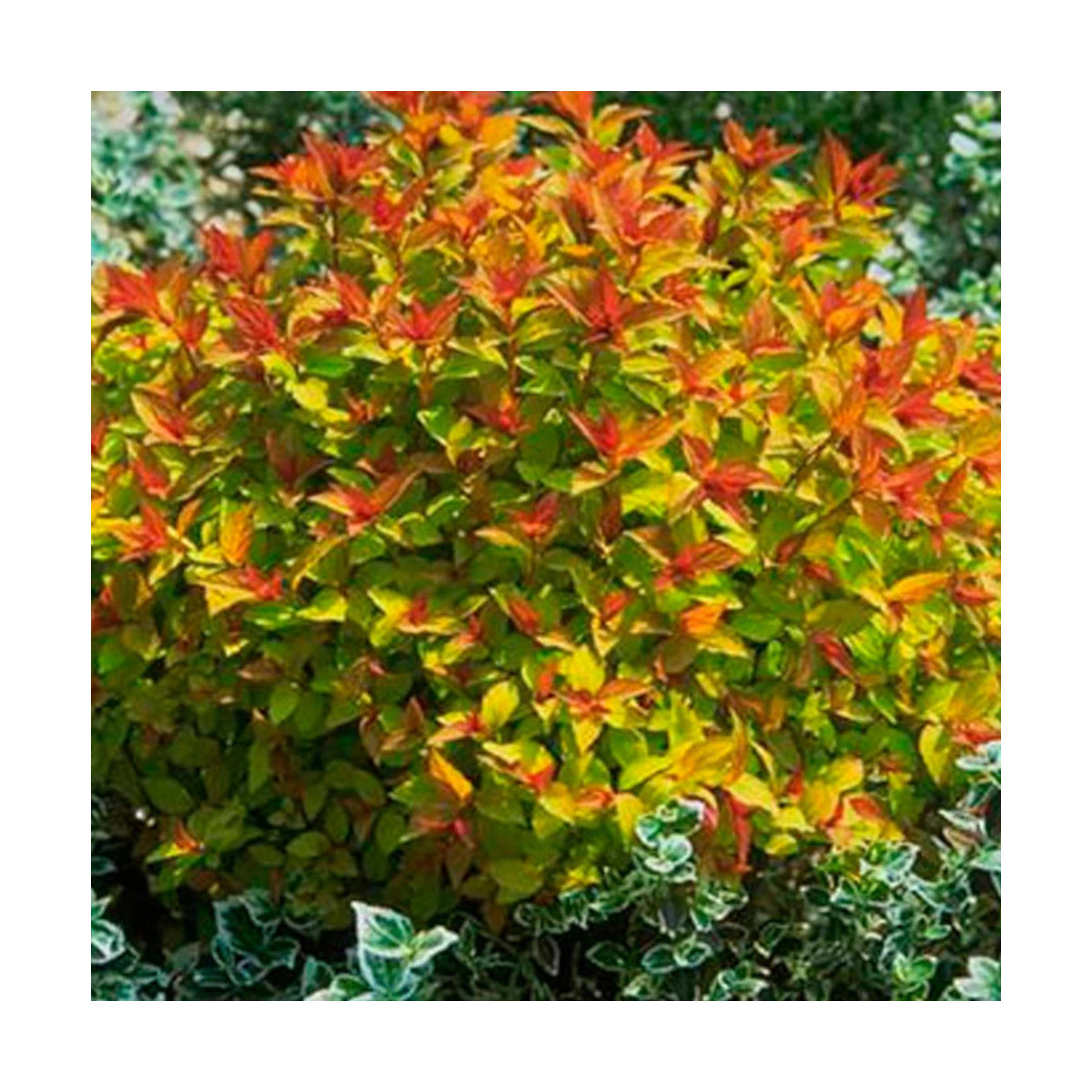 Spirée du Japon Magic Carpet® 'Walbuma', Spiraea Spirée du Japon Magic Carpet® 'Walbuma', Spiraea