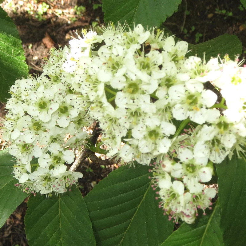 Alisier du Japon Red Bird, Sorbus