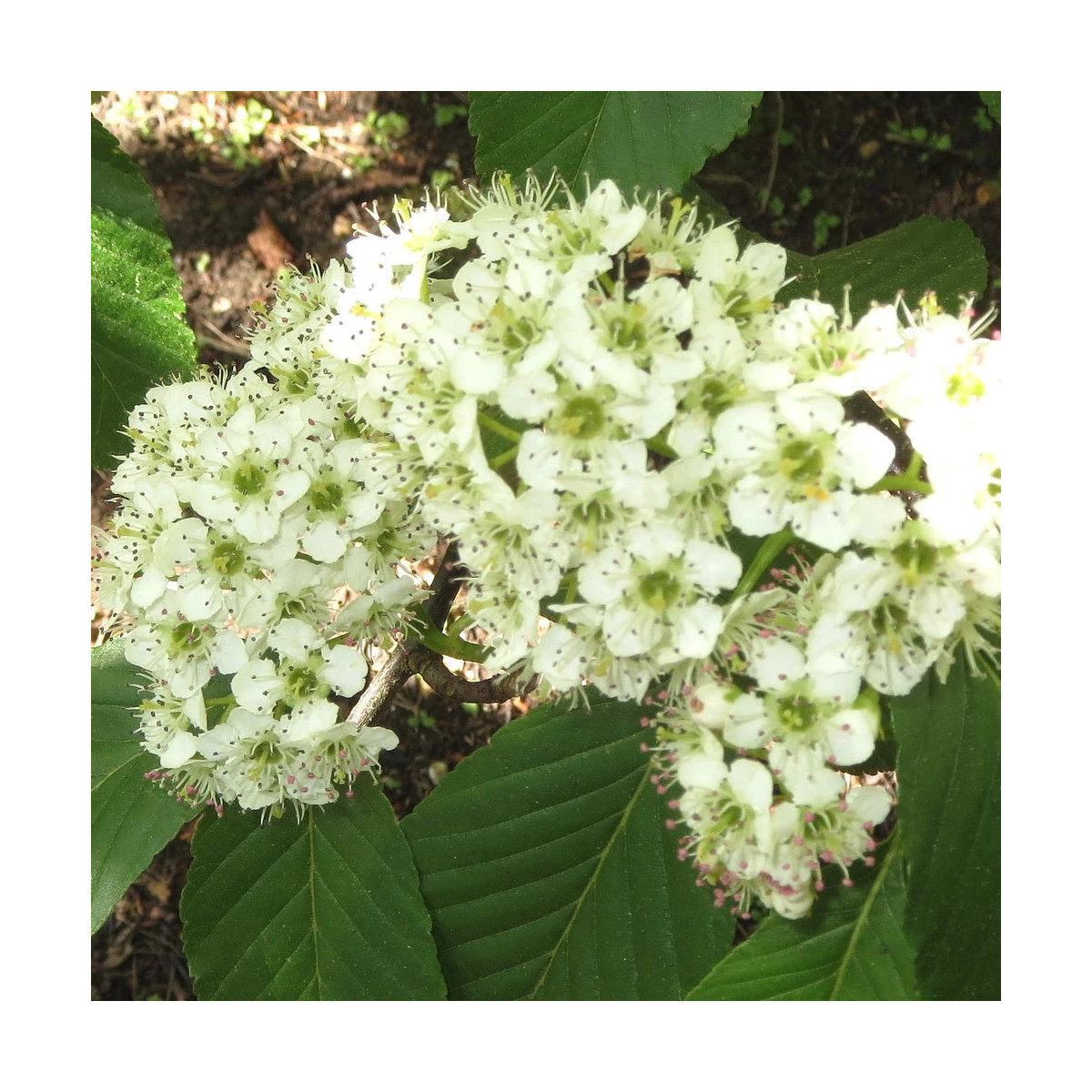 Alisier du Japon Red Bird, Sorbus
