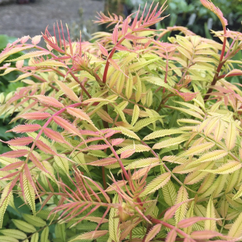 Sorbaire à feuilles de sorbier 'Sem', Sorbaria