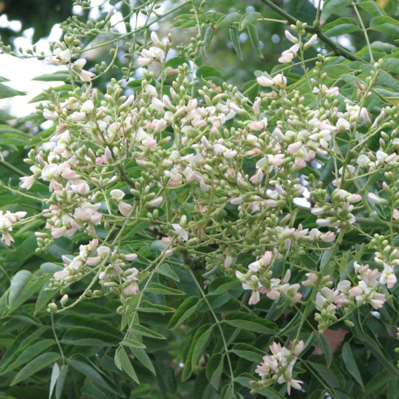 Sophora du Japon