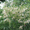 Sophora du Japon, Arbre aux pagodes