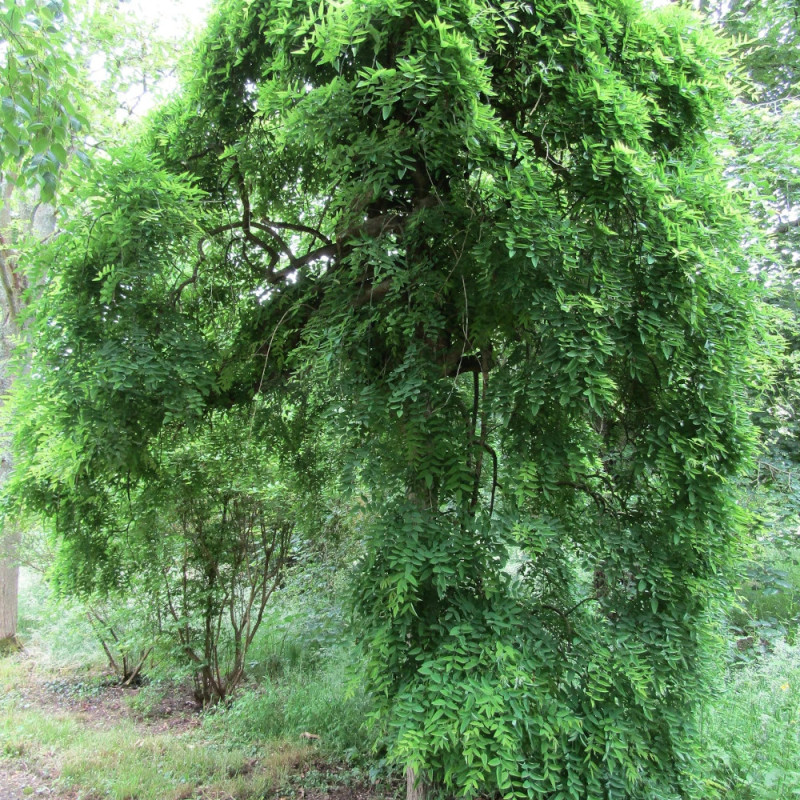 Sophora du Japon pleureur