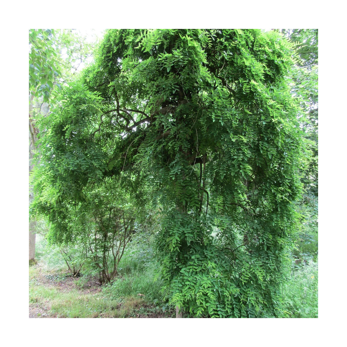 Sophora du Japon pleureur