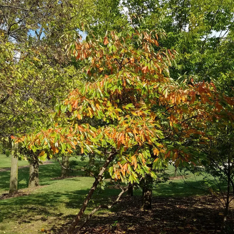 Sassafras albidum | Laurier des Iroquois