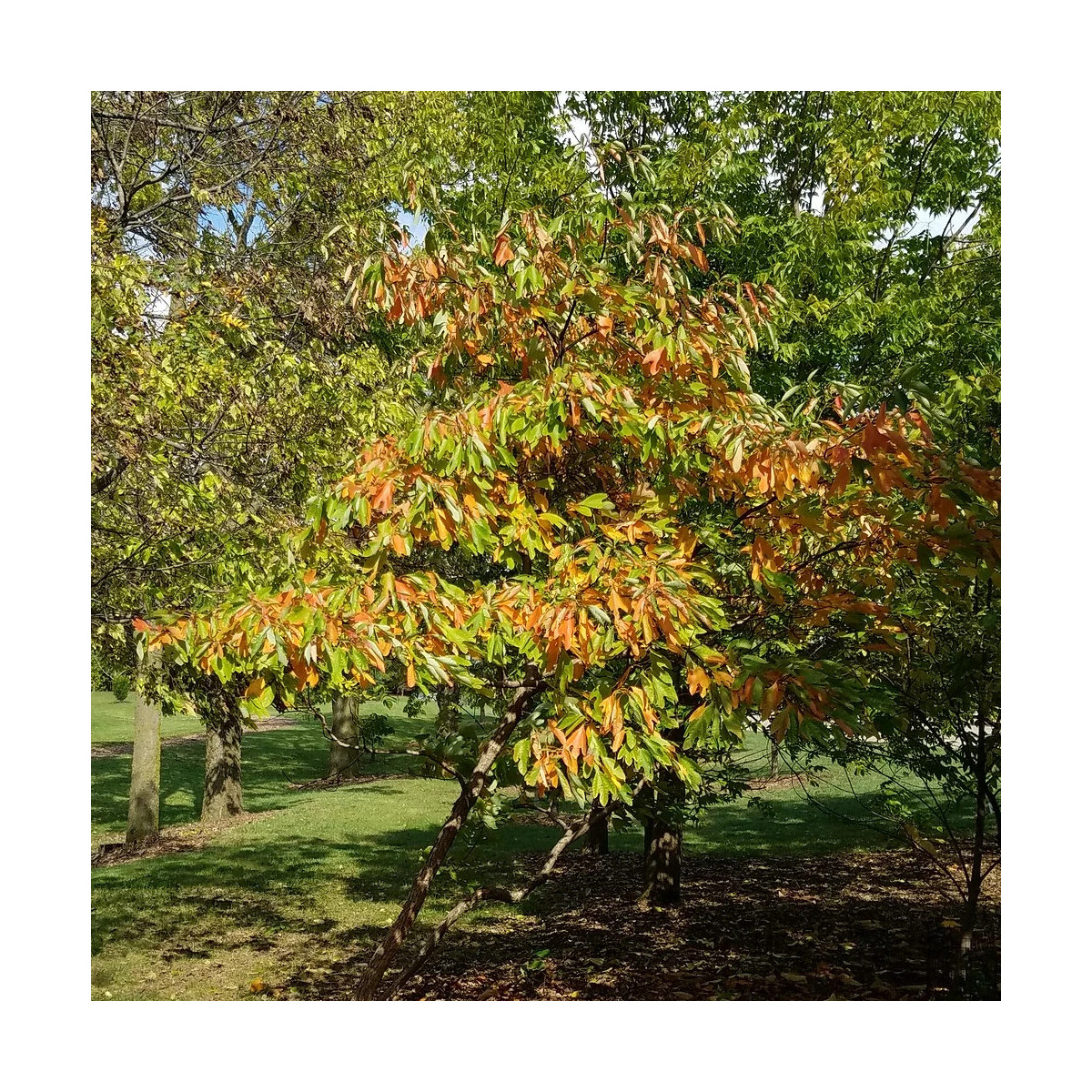 Sassafras albidum | Laurier des Iroquois Sassafras albidum | Laurier des Iroquois