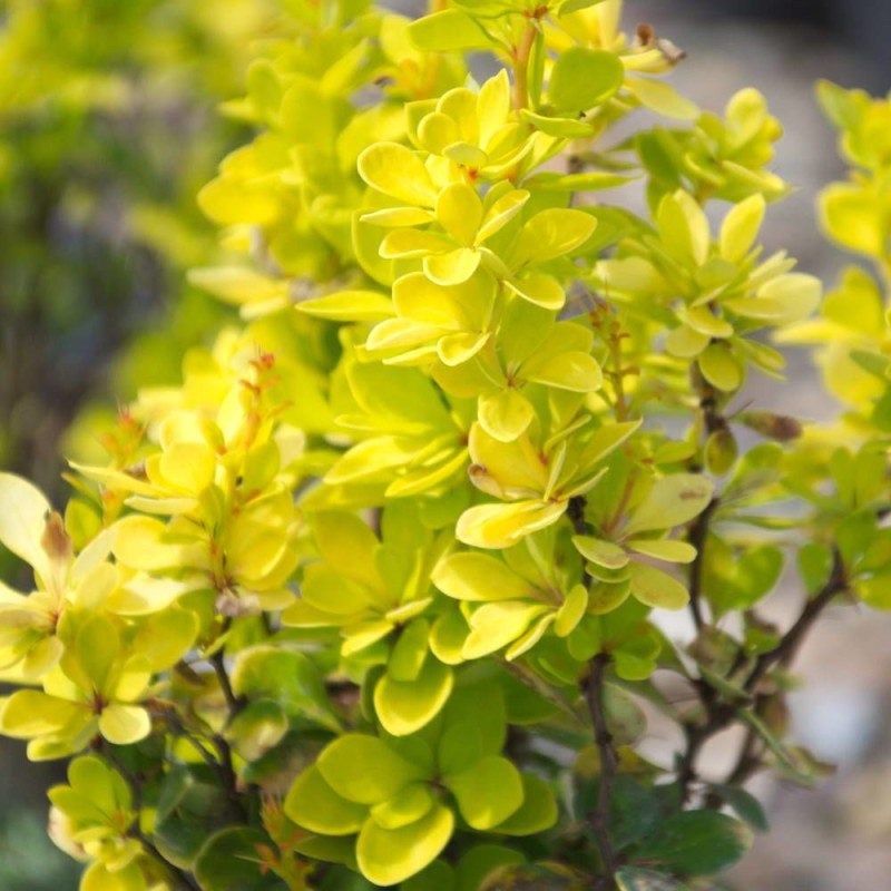 Epine-vinette thunbergii Golden Torch®