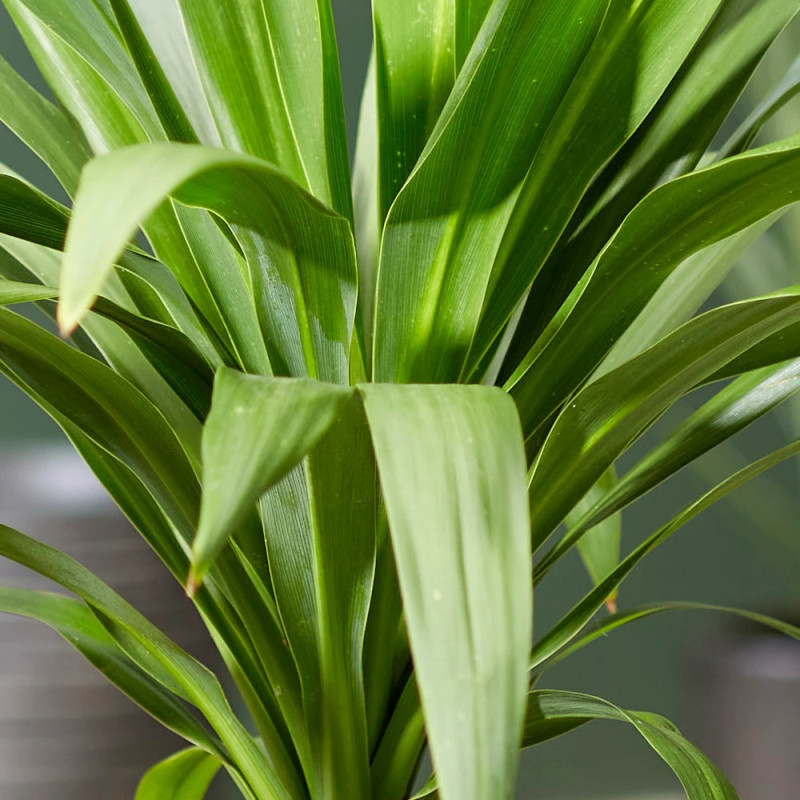 Cordyline Emerald Star® 'Broadsword'