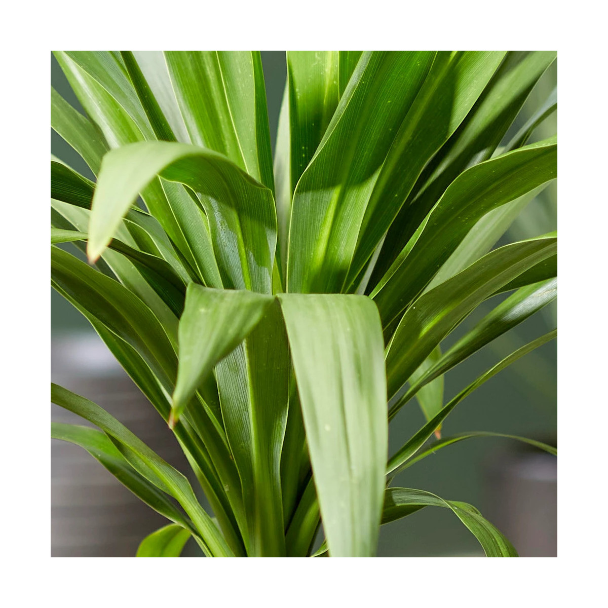 Cordyline Emerald Star® 'Broadsword' Cordyline Emerald Star® 'Broadsword'