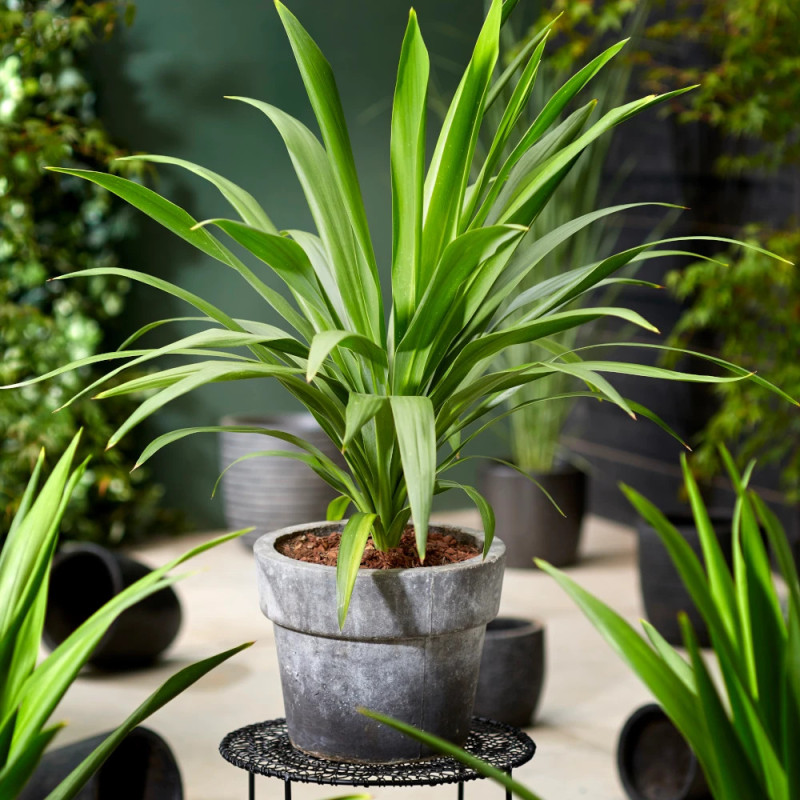 Cordyline Emerald Star® 'Broadsword'
