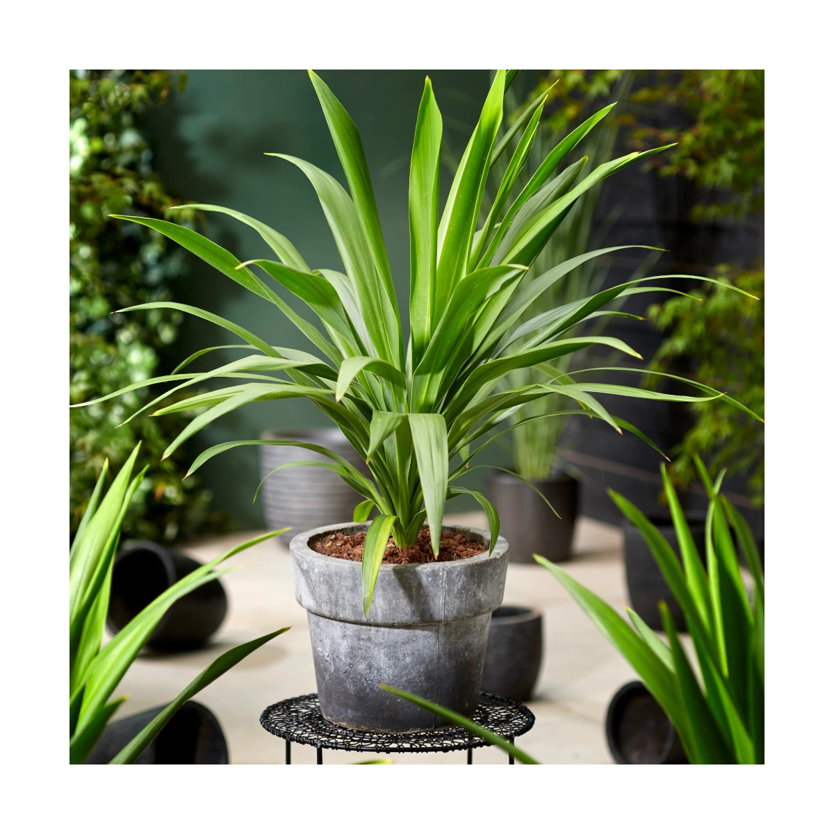 Cordyline Emerald Star® 'Broadsword' Cordyline Emerald Star® 'Broadsword'