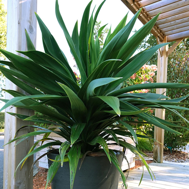 Cordyline Emerald Star® 'Broadsword'