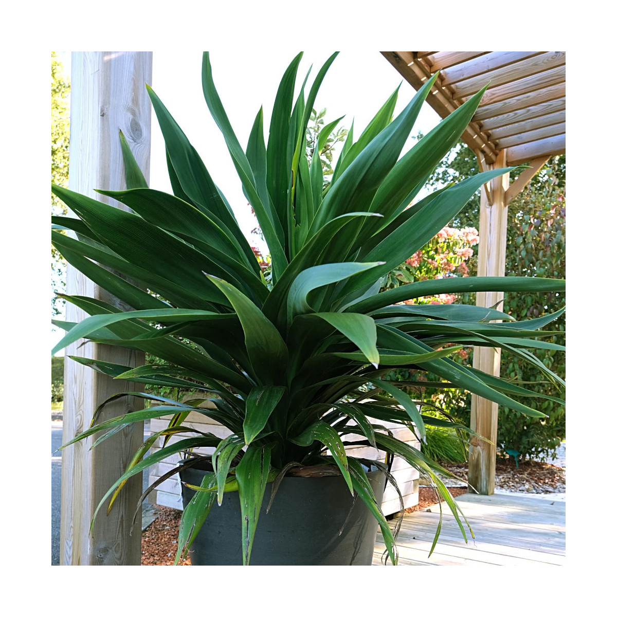 Cordyline Emerald Star® 'Broadsword' Cordyline Emerald Star® 'Broadsword'