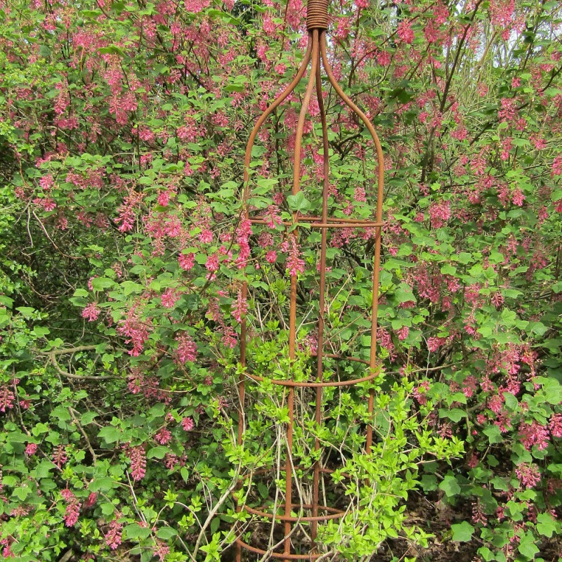 Forsythia rose de Corée, Abeliophyllum