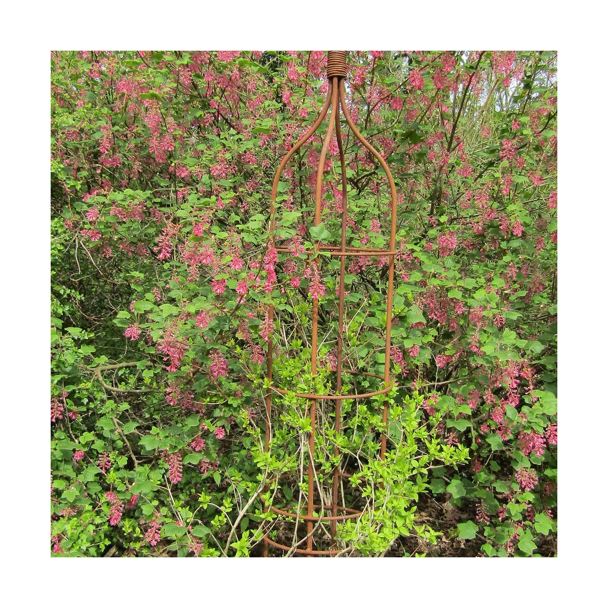 Forsythia rose de Corée, Abeliophyllum