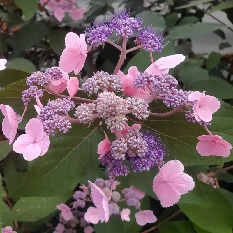 Hortensia arbustif HYDREAM® Chocolate 'HCPF1'