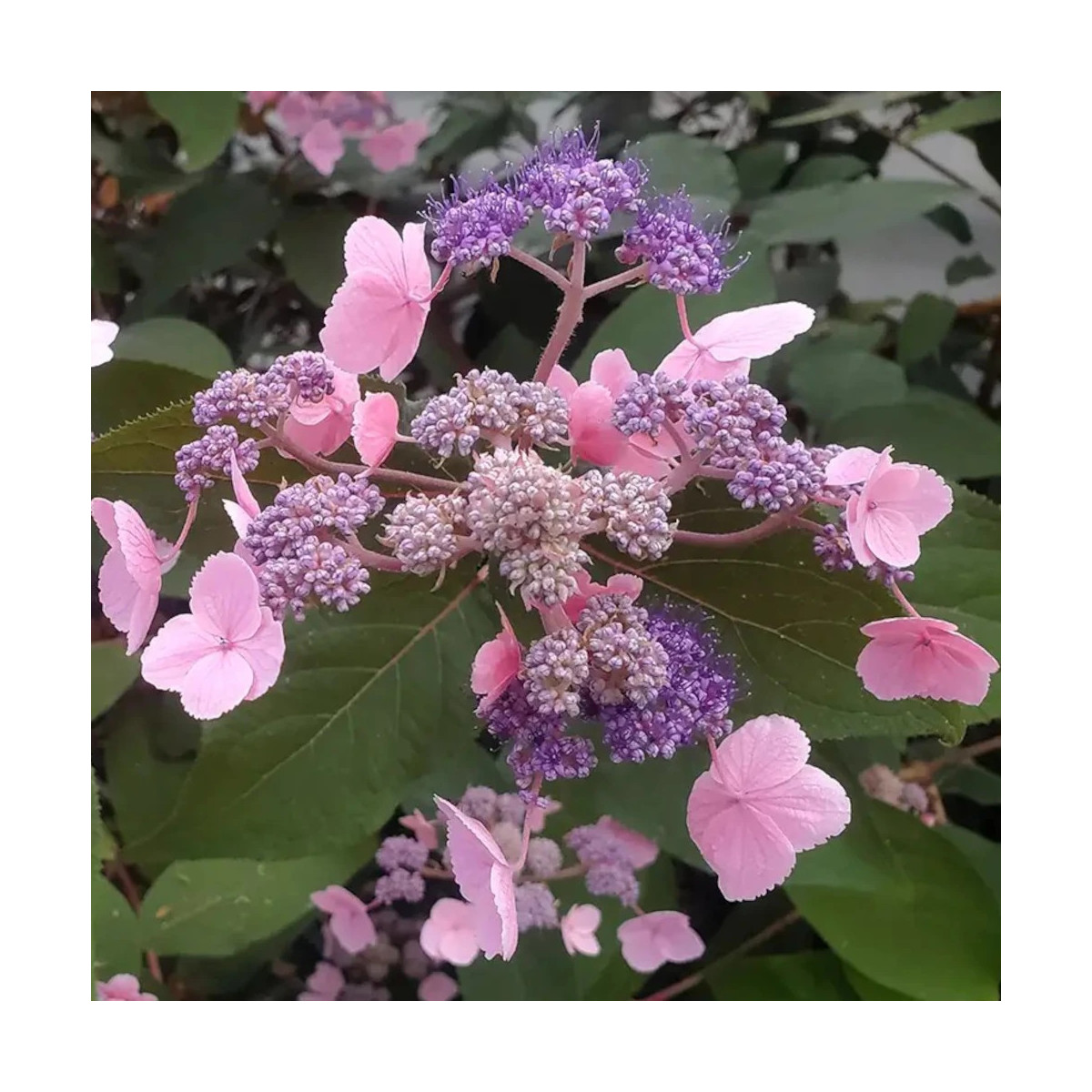 Hortensia arbustif HYDREAM® Chocolate 'HCPF1'