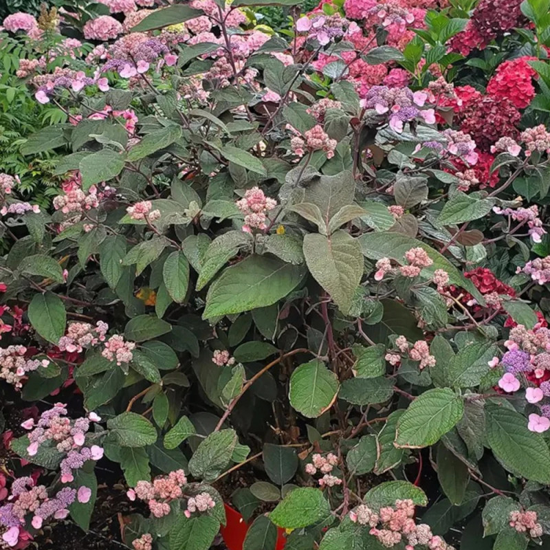 Hortensia arbustif HYDREAM® Chocolate 'HCPF1'