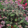 Hortensia arbustif HYDREAM® Chocolate \'HCPF1\'
