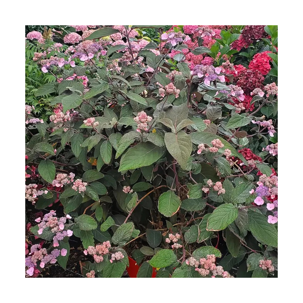 Hortensia arbustif HYDREAM® Chocolate 'HCPF1'