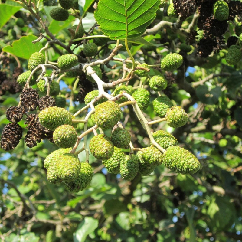 Aulne glutineux, Alnus
