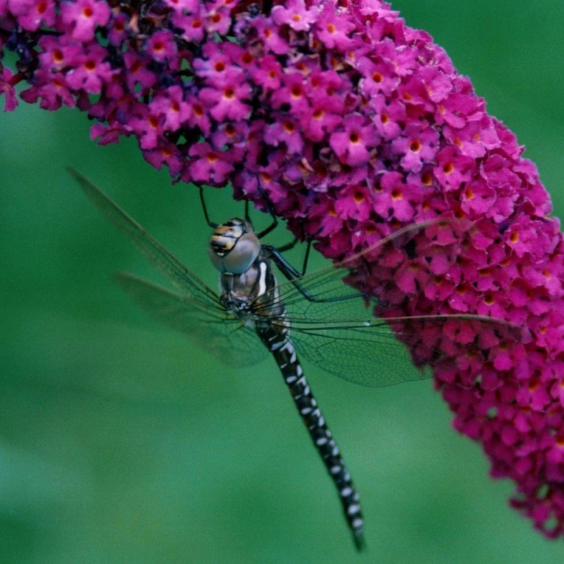 Arbre aux papillons Buzz™ Velvet, Buddleia