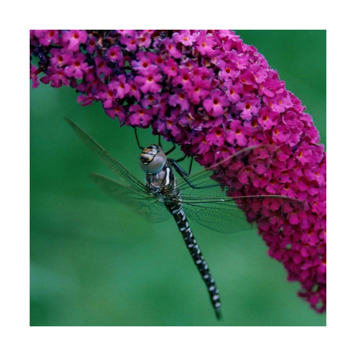 Arbre aux papillons davidii Buzz™ Velvet