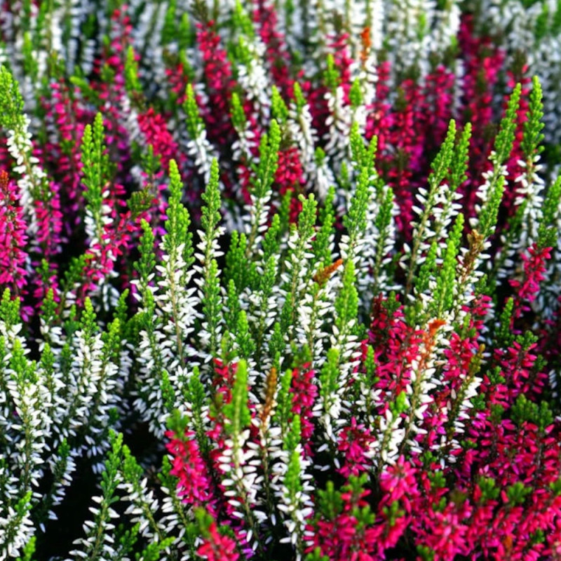 Bruyère d'été Beauty Lady® Variée, Calluna