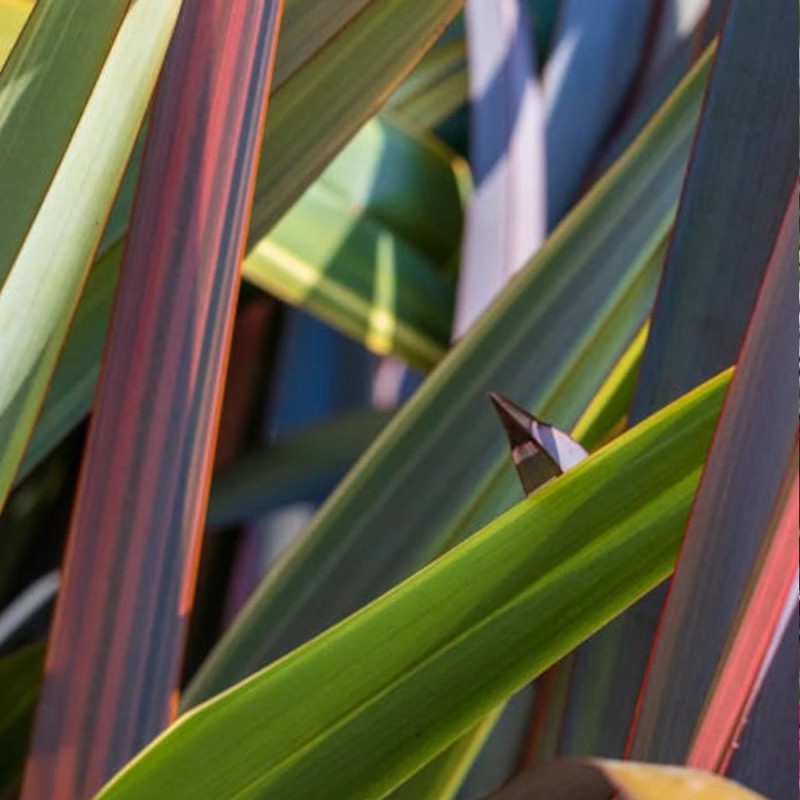 Lin de Nouvelle-Zélande Wings of Gold, Phormium