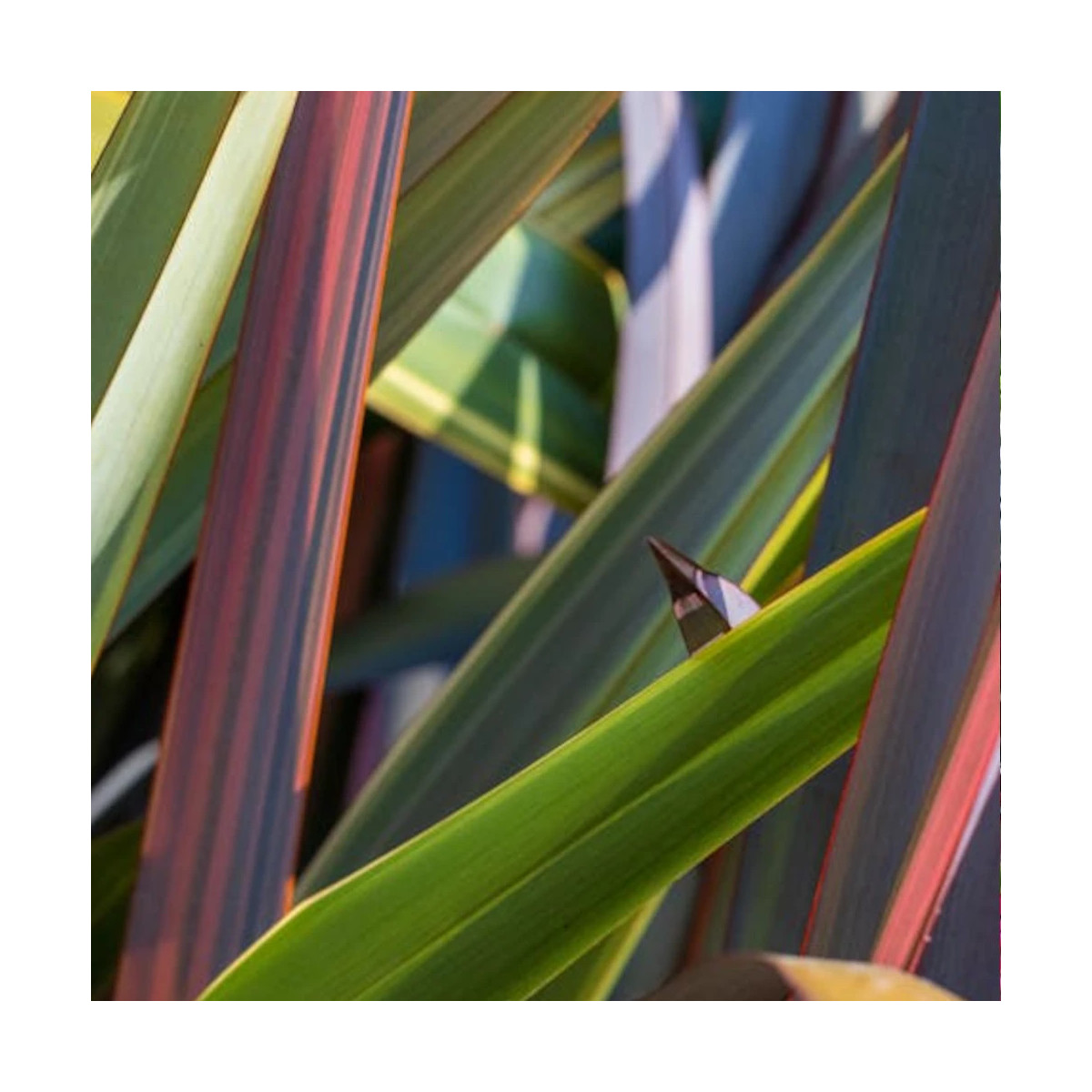 Lin de Nouvelle-Zélande Wings of Gold, Phormium Lin de Nouvelle-Zélande Wings of Gold, Phormium