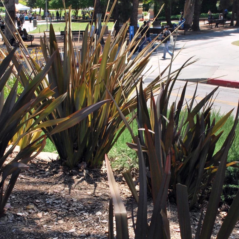Lin de Nouvelle-Zélande Surfer Bronze, Phormium