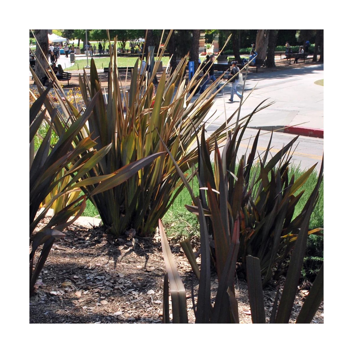 Lin de Nouvelle-Zélande Surfer Bronze, Phormium Lin de Nouvelle-Zélande Surfer Bronze, Phormium