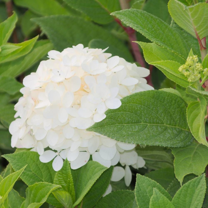 Hortensia paniculata Early Sensation® 'Bulk', Hydrangea paniculata