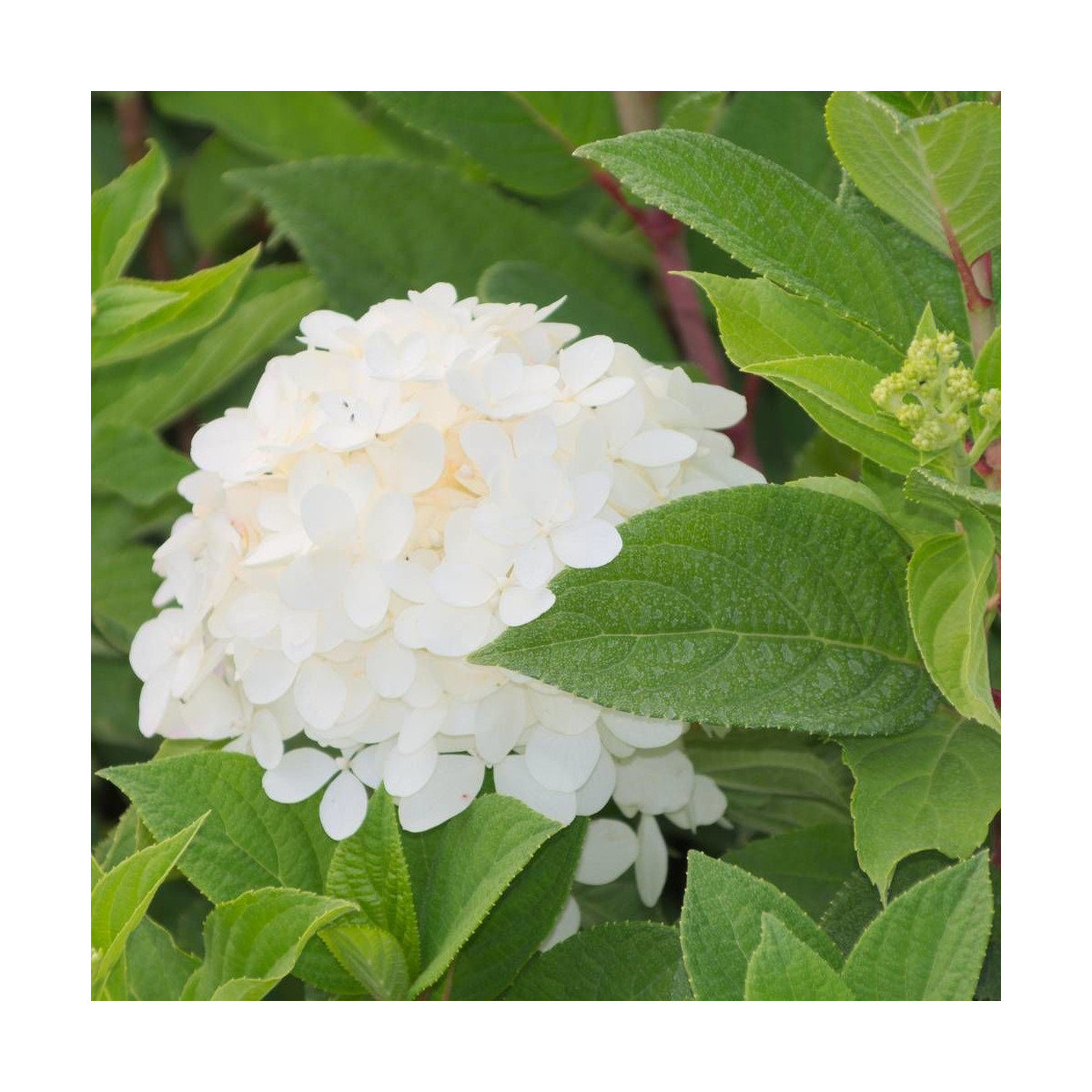 Hortensia paniculata Early Sensation® 'Bulk', Hydrangea paniculata Hortensia paniculata Early Sensation® 'Bulk', Hydrangea paniculata